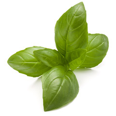 Sweet basil herb leaves isolated on white background closeup