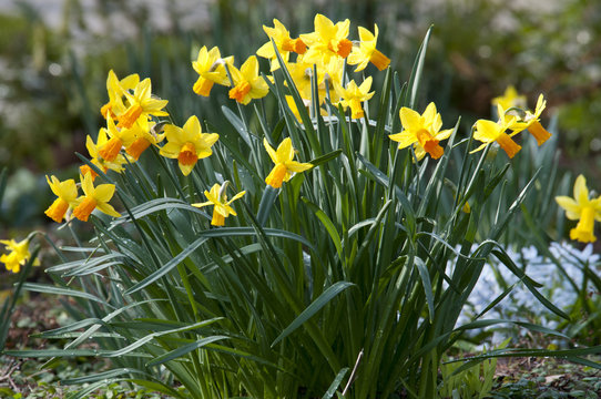 daffodil (Narcissus sp.) is mostly spring-flowering, bulbous per