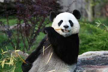 Panda Géant