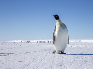 Emperor penguins on the frozen Weddell Sea