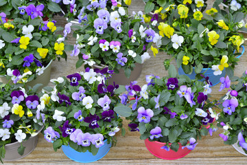 Pansies in colorful pots