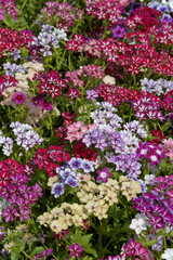 Obraz premium Phlox