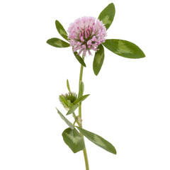 Fototapeta premium Clover or trefoil flower medicinal herbs isolated on white backg