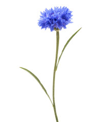 Fototapeta premium Blue Cornflower Herb or bachelor button flower head isolated on
