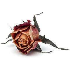 dried rose flower head isolated on white background cutout