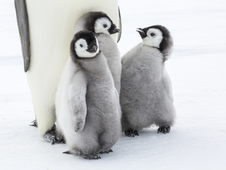 Emperor penguins on the frozen Weddell Sea