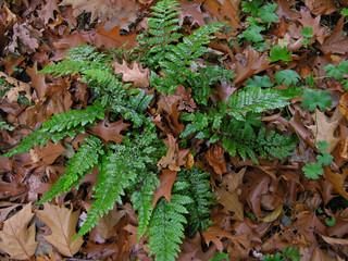 Ferns covered under a autumn oak leaf blanket