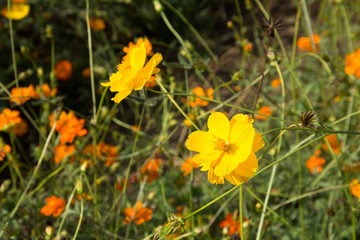 cosmos flower on blue sky bright background