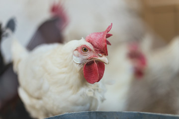 Gallinas ecologicas en el corral 