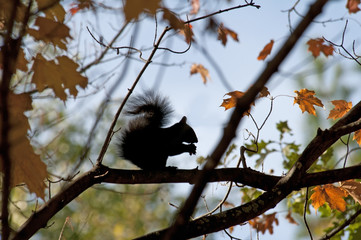 Maple (Acer) with squirrel