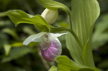 Fototapeta premium The Showy Lady's-slipper (Cypripedium reginae)