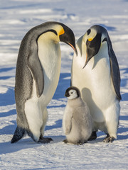 Naklejka na ściany i meble Emperor penguins on the frozen Weddell Sea
