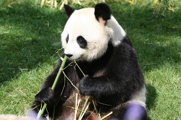 Naklejka premium Panda Géant