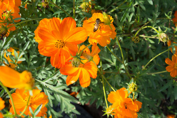 cosmos flower on blue sky bright background