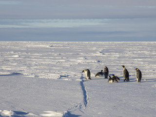 Emperor penguins on the frozen Weddell Sea