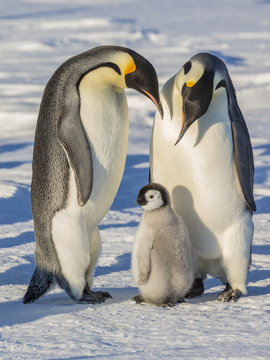 Emperor penguins on the frozen Weddell Sea