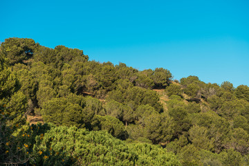 Fototapeta na wymiar nature at park guell with clear blue sky
