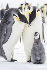 Emperor Penguins on the frozen Weddell Sea