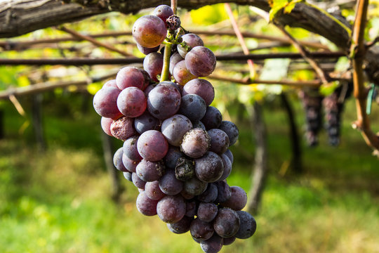 Uva rossa
