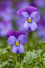Two wild pansy's (Viola tricolor)