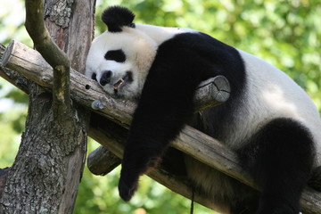 Panda Géant