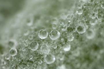 water drops on leaves