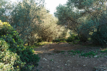 trees and bushes at nature scene