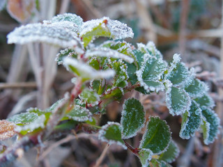 霜が付いた野草
