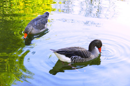 patos en estanque en varias posiciones