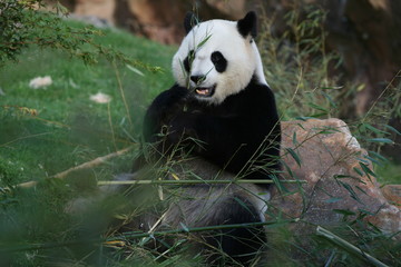 Obraz premium Panda Géant