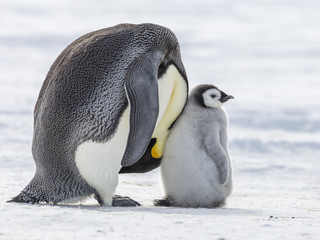 Emperor Penguins on the frozen Weddell Sea