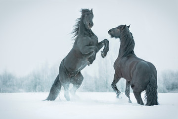 Fototapeta premium Two rearing horses.