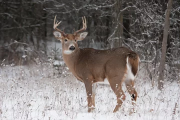 Keuken spatwand met foto White-tailed deer buck standing in the winter snow in Canada © Jim Cumming