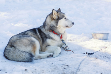 husky dog lying on snow. waiting for the dog owner