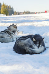 husky dog lying on snow. waiting for the dog owner