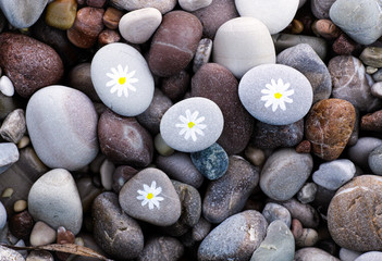 Pebbles with drawn chamomiles