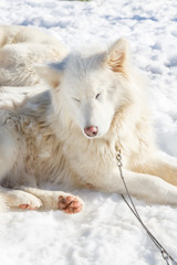 husky dog lying on snow. waiting for the dog owner