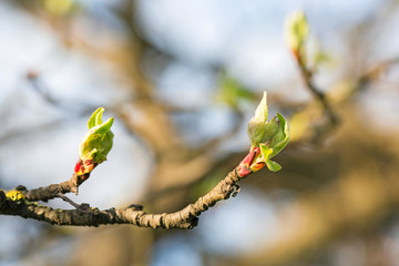 close up branch with young leaves in spring 