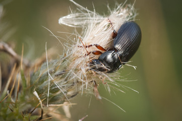 A Mealworm Beetle, Tenebrio molitor, with it's head buried into a dead thistle head. Dalton Crag,...