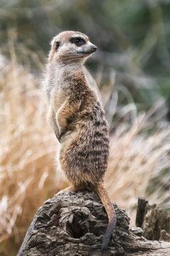 A portrait image of a captive Meerkat, suricata suricatta, at Edinburgh Zoo, Scotland