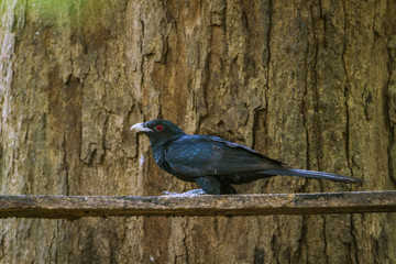 Asian koel in Minneriya national park, Sri Lanka