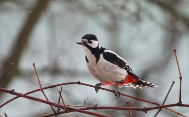 Ptaki © marcinbawiec