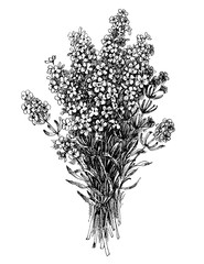 Bukiet kwiatów lawendy, kwiatowy wzór grawerowania wektor - 132608682