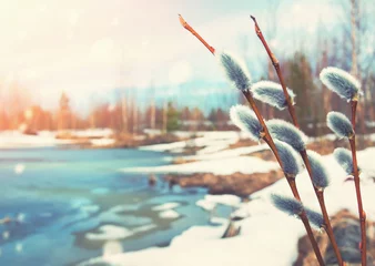 Fototapeten Frühlingshelle Landschaft mit Weidenzweigen im Vordergrund © Leonid Ikan