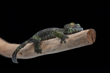 gecko black background