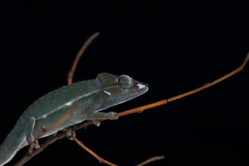 chameleon black background