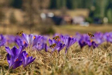 Honeybees (Apis mellifera), bees flying over the crocuses in the spring on a mountain meadow in the...