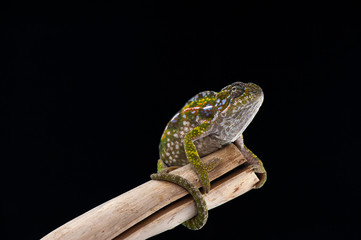 chameleon black background