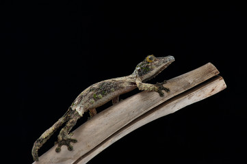 gecko black background