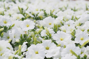 White flower of petunia blossom in summer